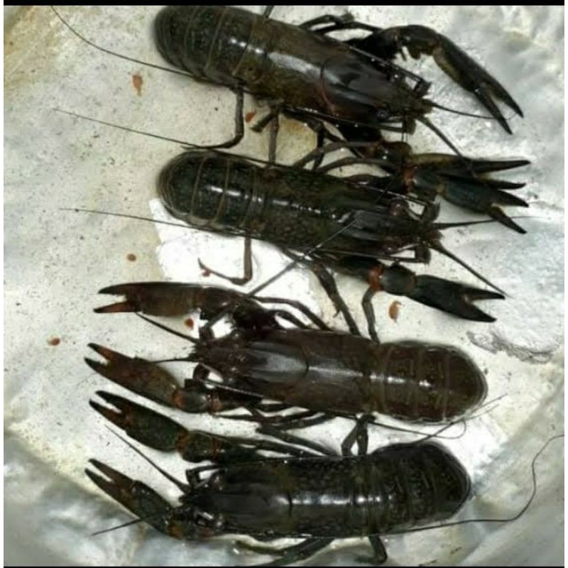 Indukan lobster air tawar