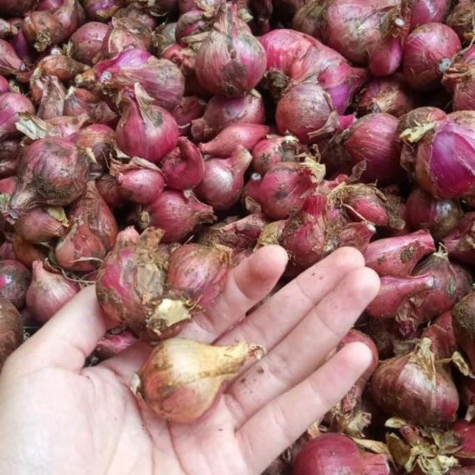 

>>>>>] BAWANG MERAH BATU 1KG HARGA GROSIR