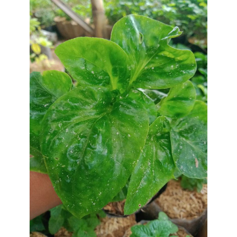 Tanaman Sayur Bayam Brazil