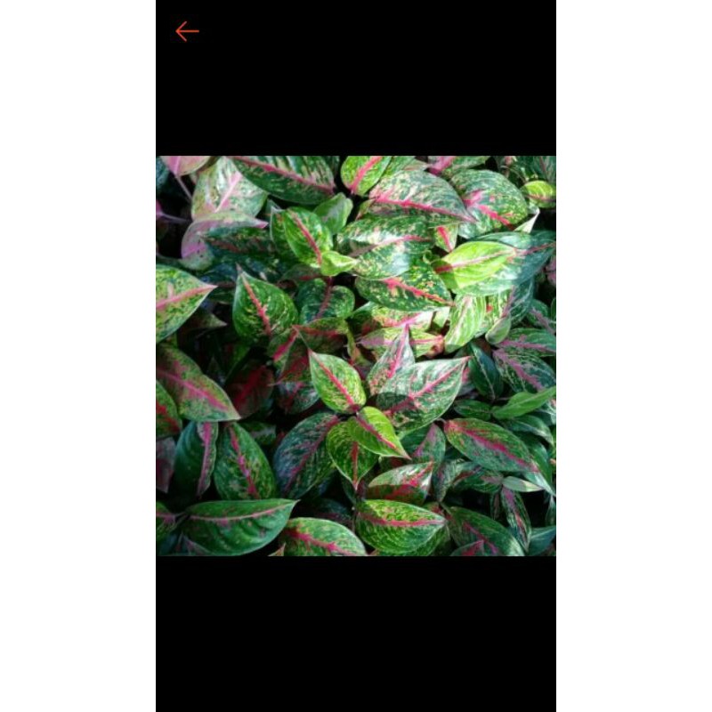 TANAMAN HIAS AGLONEMA BIG MAMA