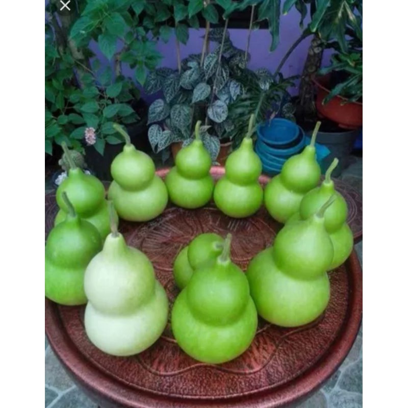 

labu botol / labu pendil