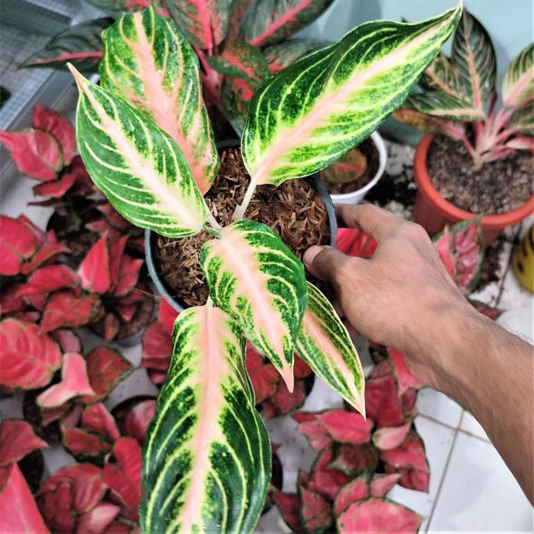 Aglonema Pink Sunset Tanaman Hias Murah Warna Cantik Akar Batang dan daun Sehat Size Remaja