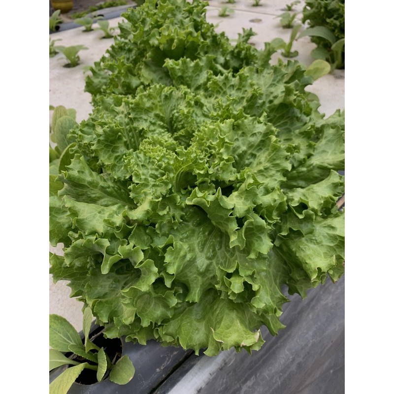 

Sayur Selada Hidroponik