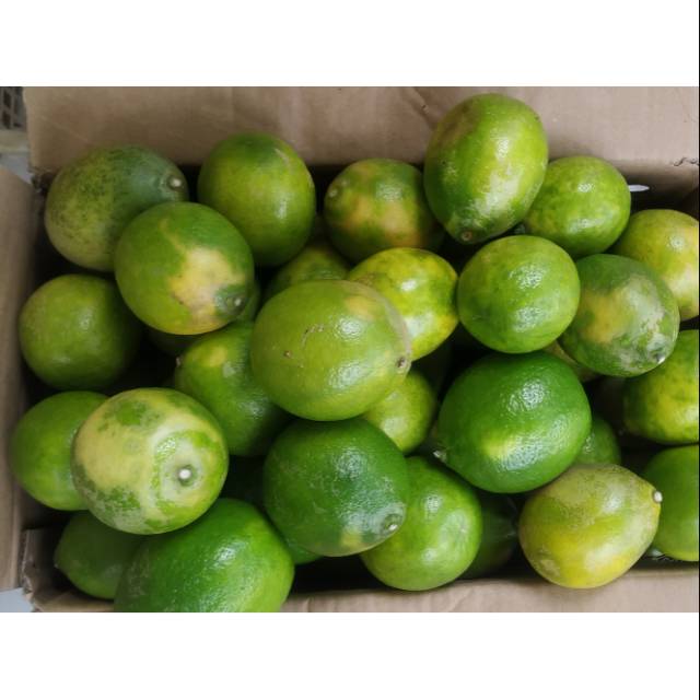 

Buah Lemon California Lokal / Lemon Lokal Fresh 500 gram
