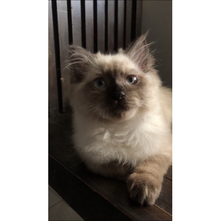 Kucing Himalaya Betina