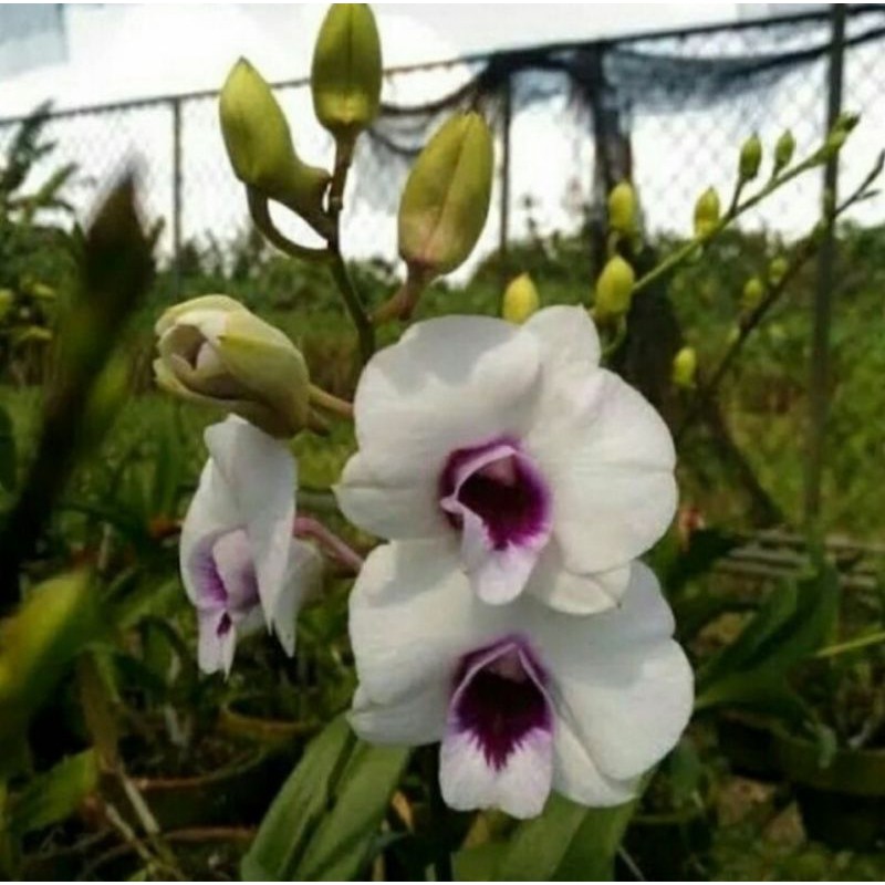 Pohon Anggrek Dendrobium Bunga Putih Lidah Ungu Tanaman Hias Pohon Bunga Anggrek Hidup