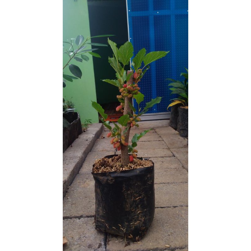 Bahan/ bibit bonsai murbei import berbuah ukuran medium/ bibit buah murbei import berbuah medium