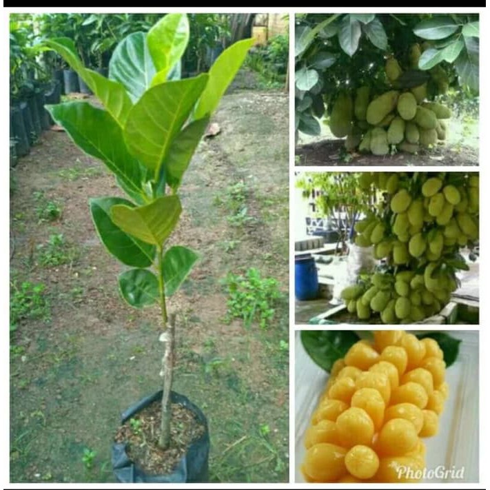 Berkwalitas 3 Bibit Cempedak Merah Super King Murah