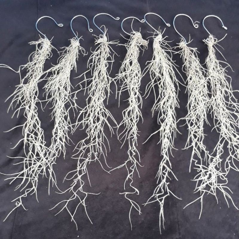 Jenggot dewa spanish moss