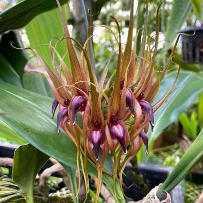 anggrek bulbophyllum pahudii