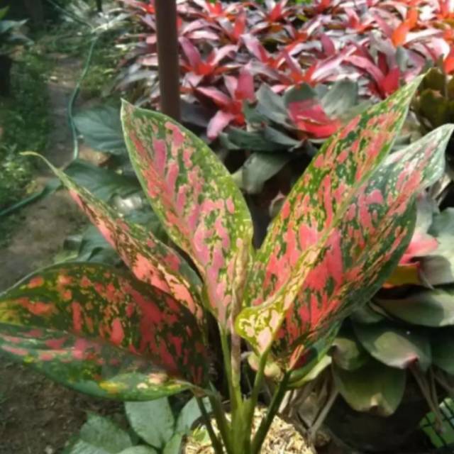 tanaman hias aglonema venus - aglonema venus - aglonema