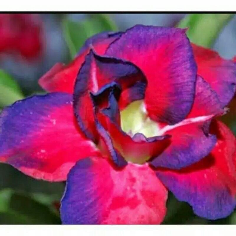 adenium bunga tumpuk kamboja jepang jenis “simone”