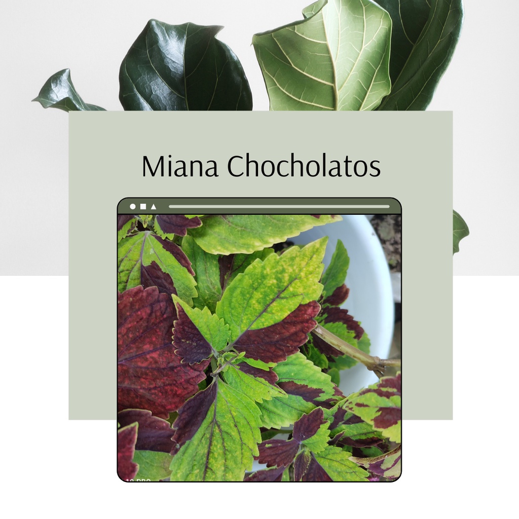 Tanaman Miana Chocholatos Tanaman Miana Premium ID Chocholatos Premium Murah