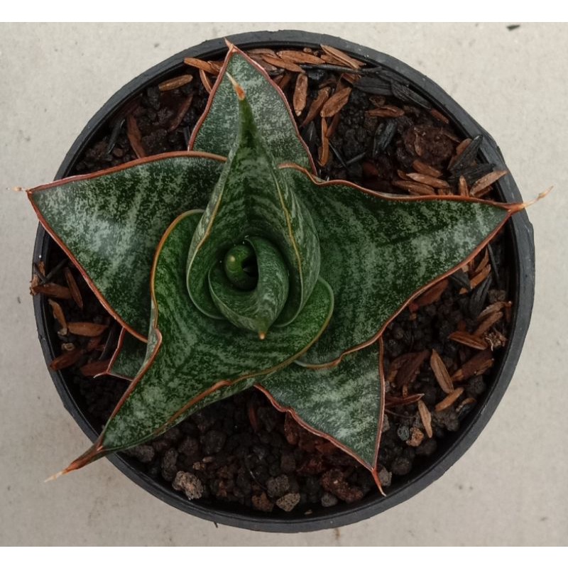 sansevieria hybrid mannypaquio
