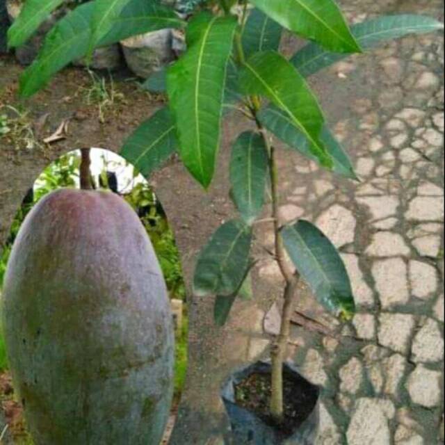 Bibit mangga kiojay super jumbo