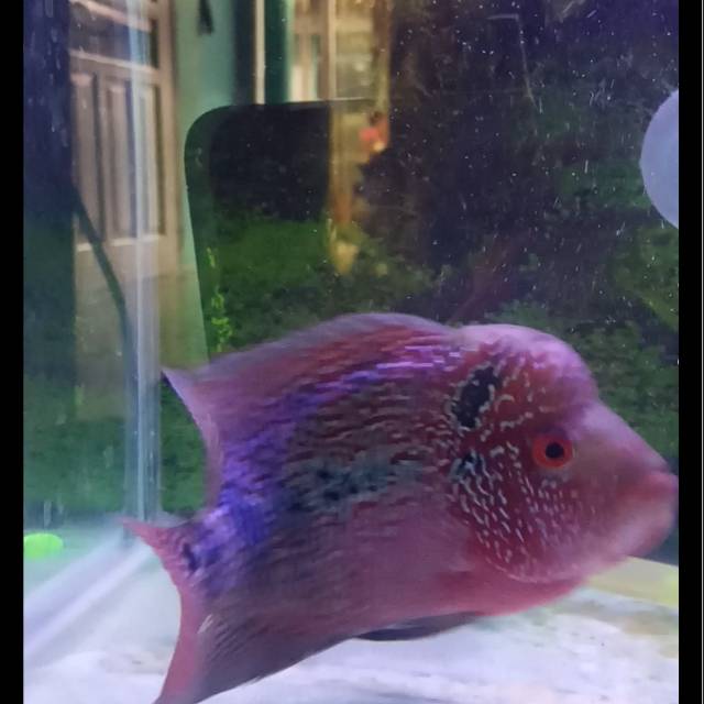 

Ikan louhan