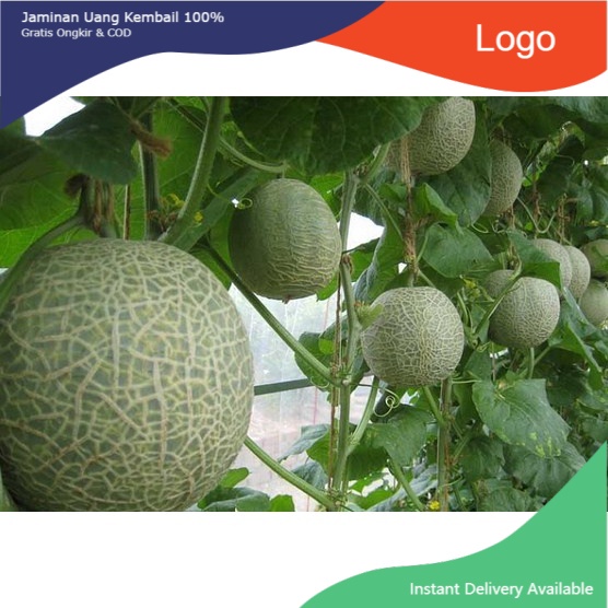 

Melon Hydroponic Emerald Fresh /Pics