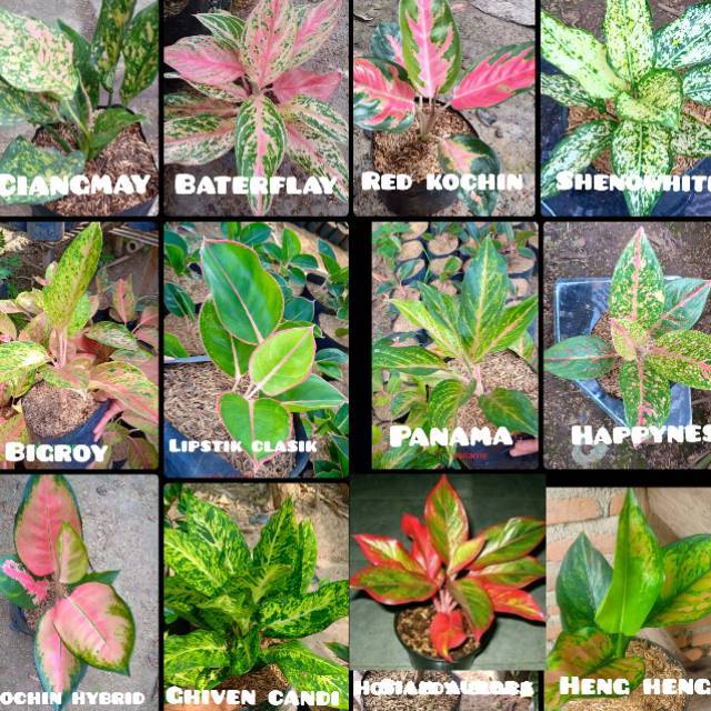 Paket 12 jenis aglonema murah meriah