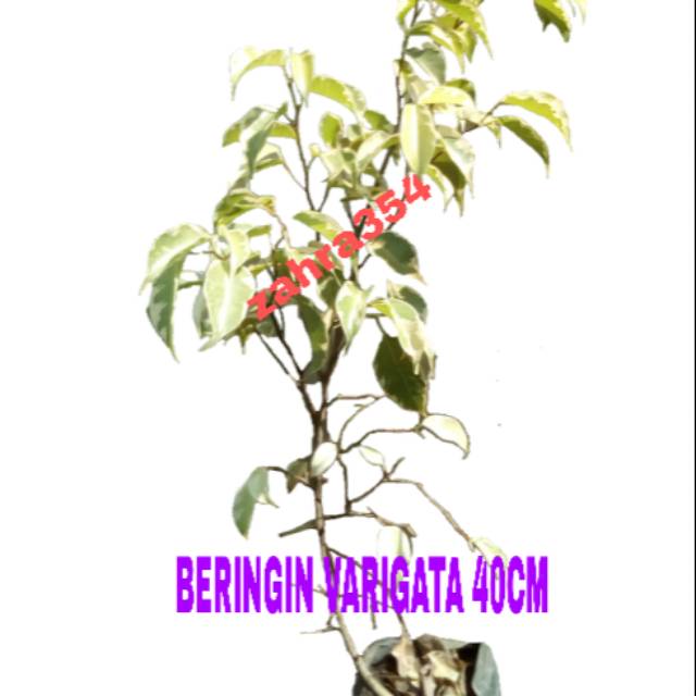 BIBIT BERINGIN VARIGATA 30CM-50CM // BERINGIN PUTIH // BERINGIN VARIGATA // BERINGIN HIAS