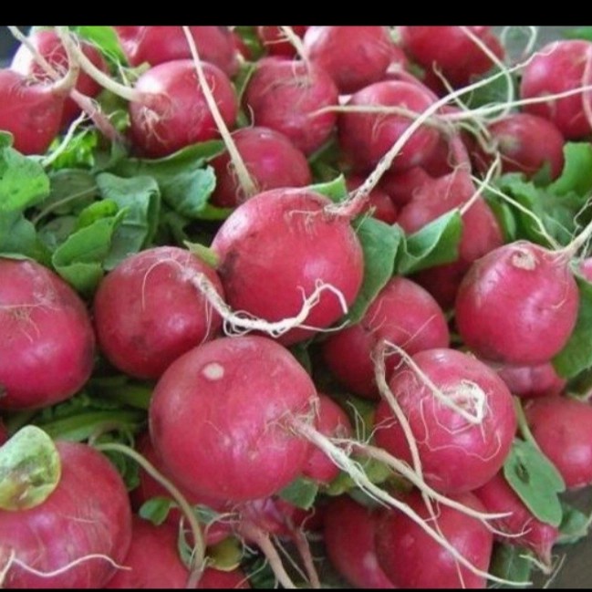 

Lobak merah / RED RADISH