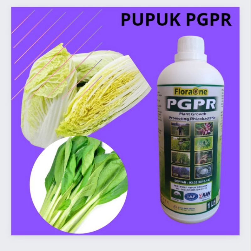 Pupuk Pertumbuhan Sawi Sayur, PUPUK PGPR, Pupuk Sawi PakCoy