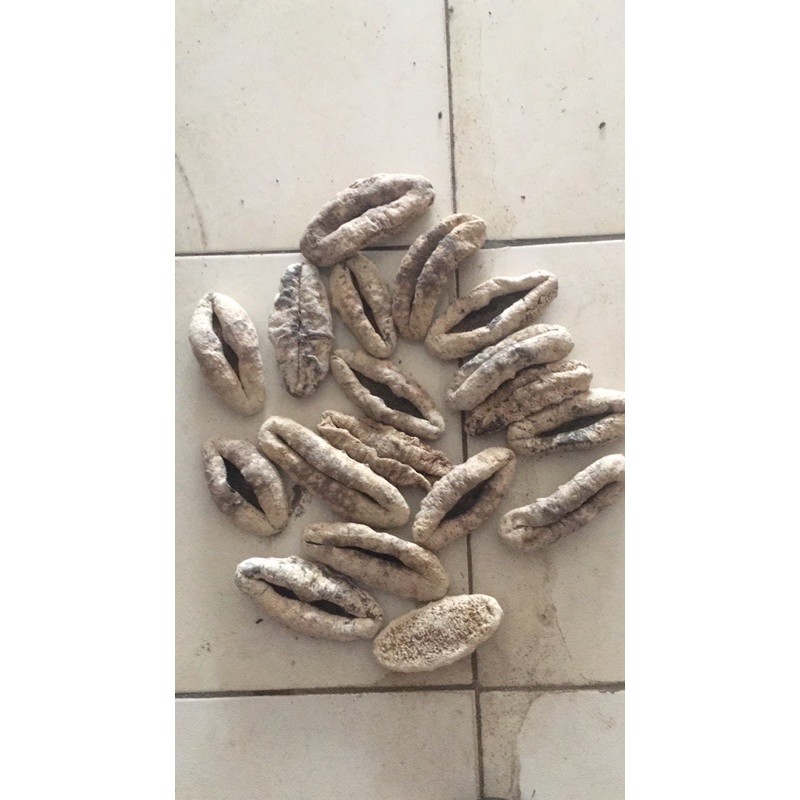 

haisom susu / teripang susu