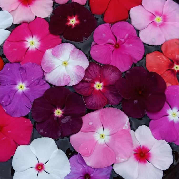 

Flashϟsale Vinca Mix - isi 15 biji