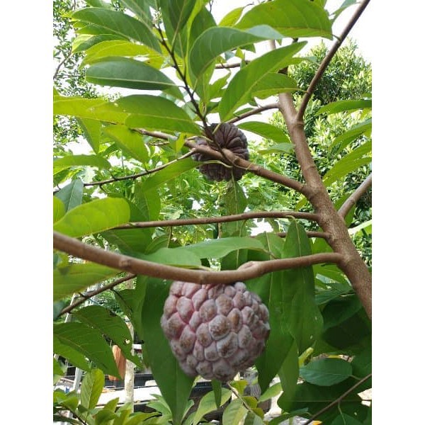 Bibit Buah Srikaya Merah