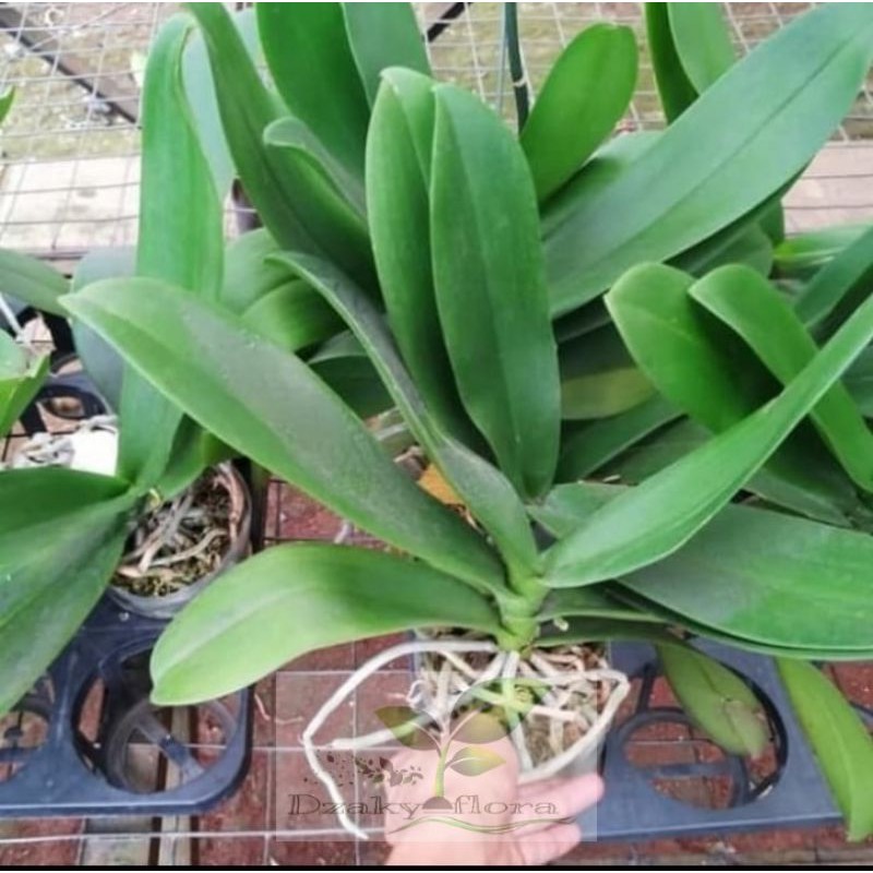 NEW bibit bunga anggrek bulan bunga putih dewasa dan  jumbo