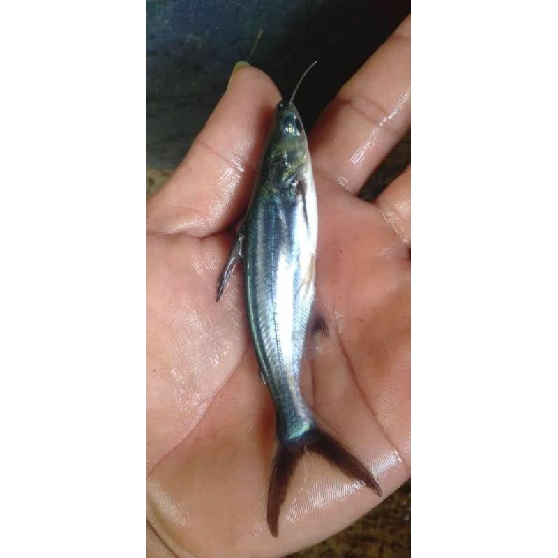 Bibit ikan patin Paket 100 ekor - ikan patin ukuran 7-10 cm - bibit ikan