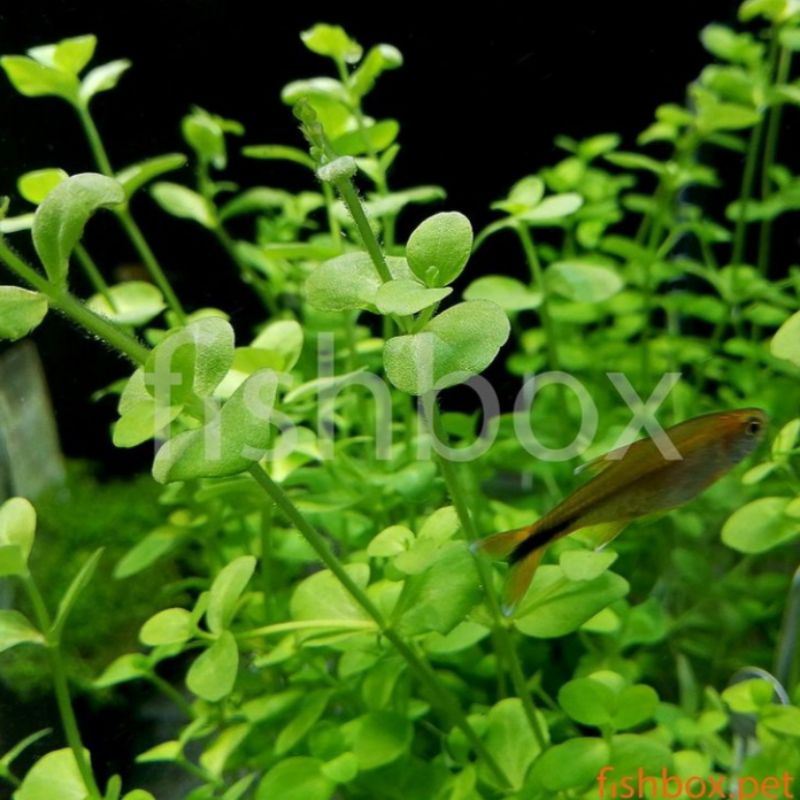 

bacopa australis