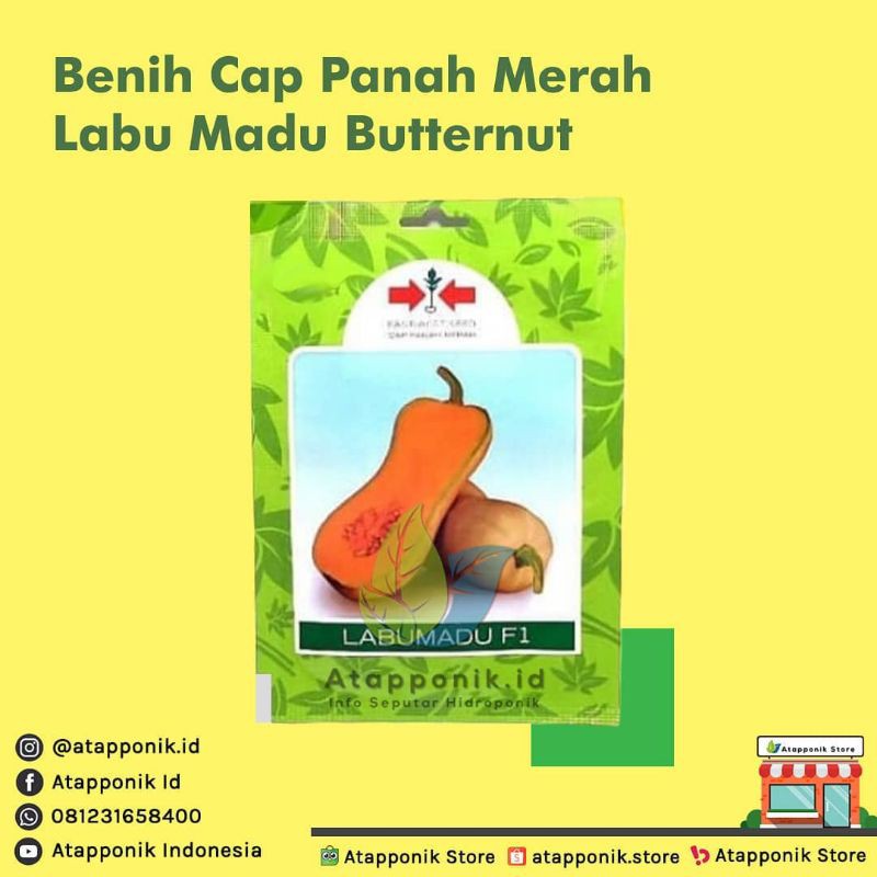 benih bibit labu madu butternut