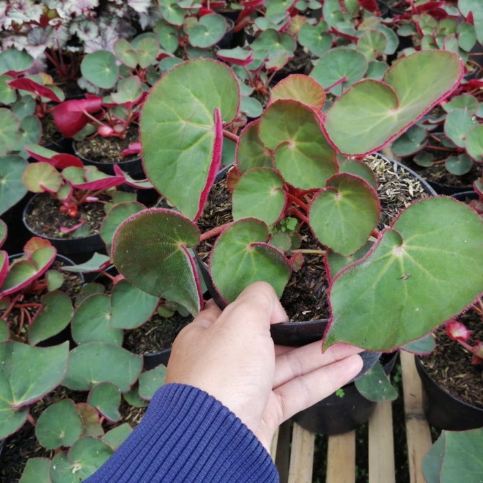 READY TANAMAN BUNGA BEGONIA RED CARPET BEGONIA KARPET MERAH MANTILI TANAMAN BEGONIA