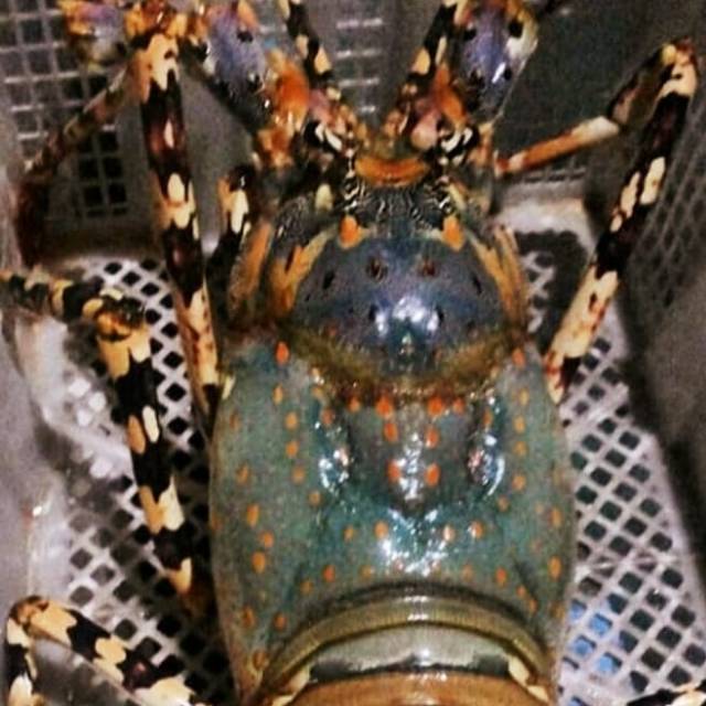 Lobster Laut JUMBO Fresh Segar 1Ekor size 1kg Sampai 1,2kg