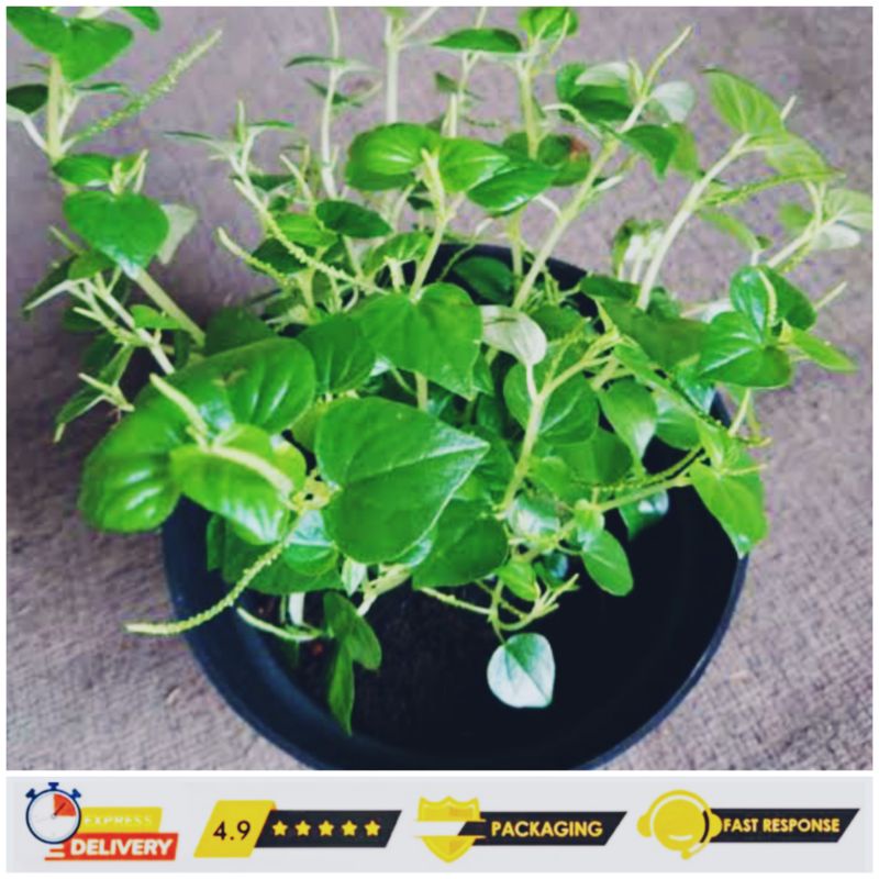 

SIRIH CINA ATAU TUMPANG AIR OBAT HERBAL 500gr
