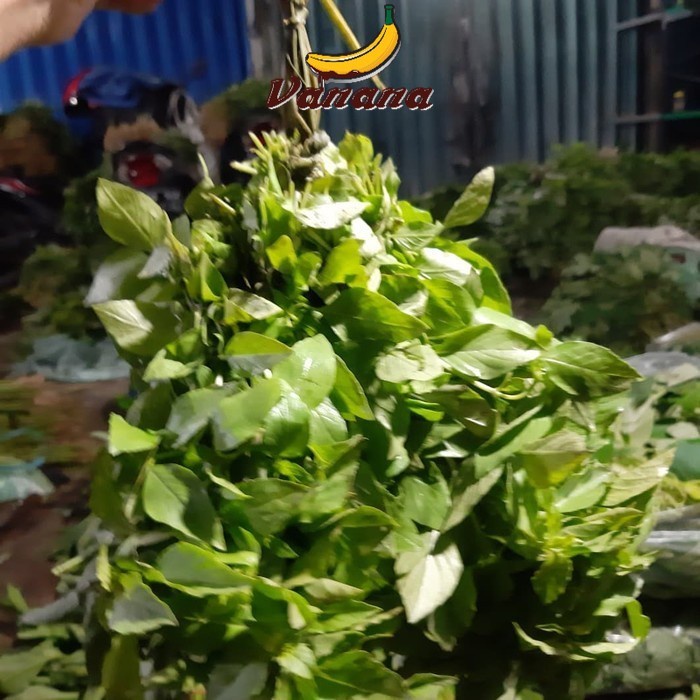 

VANANA Sayur Daun Kemangi 1 ikat Kecil