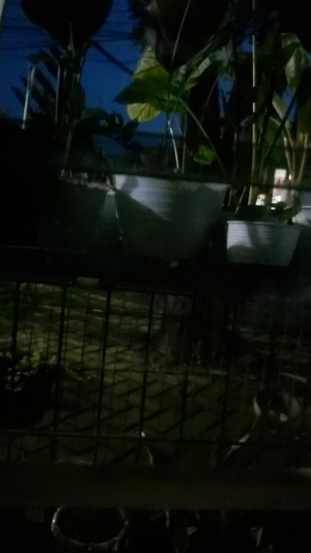 Spaghnum Moss / Moss Spagnum 100gram