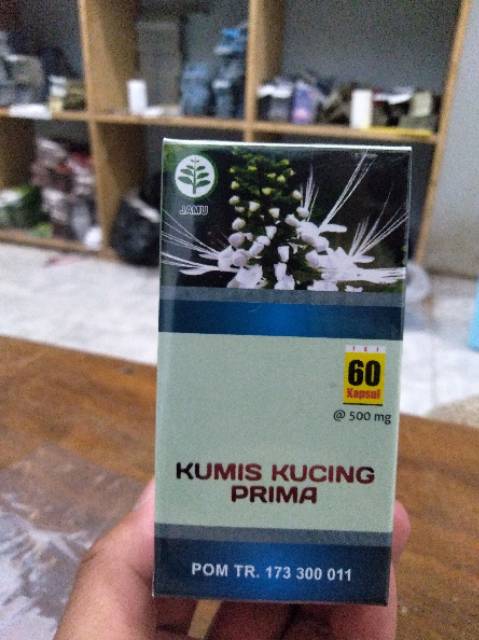 HERBAL KUMIS KUCING MEMBANTU MELANCARKAN /MELURUHKAN BATU EMPEDU/MENGOBATI INFEKSI SALURAN KENCING