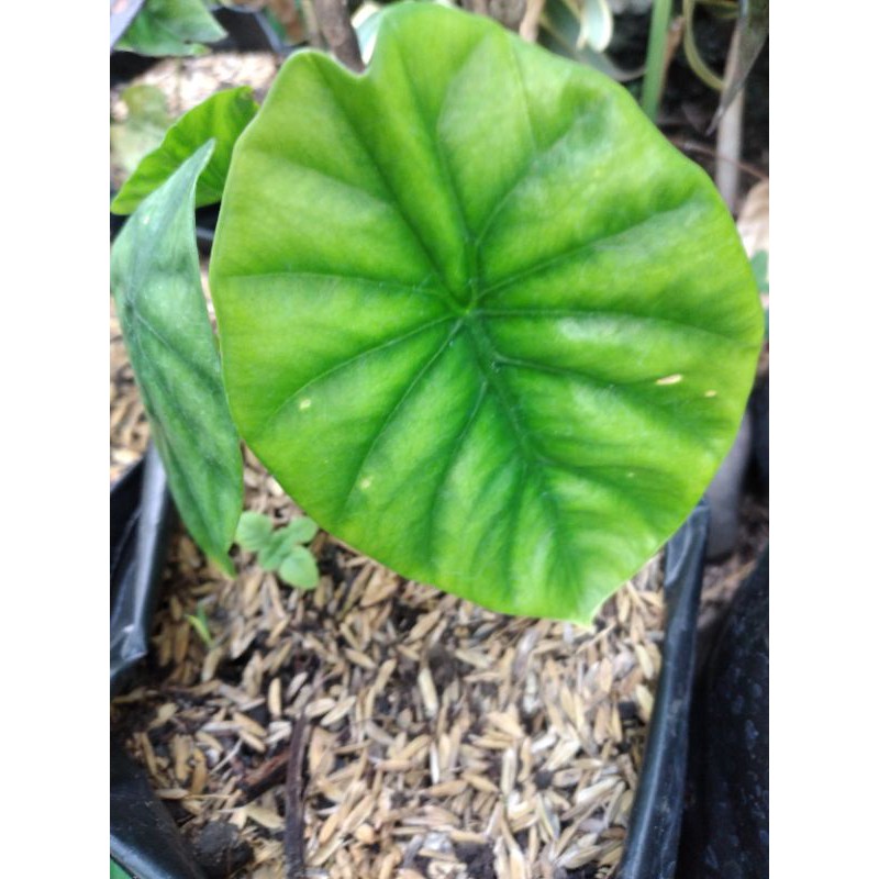 tanaman hias keladi tengkorak hijau/cuprea hijau murah