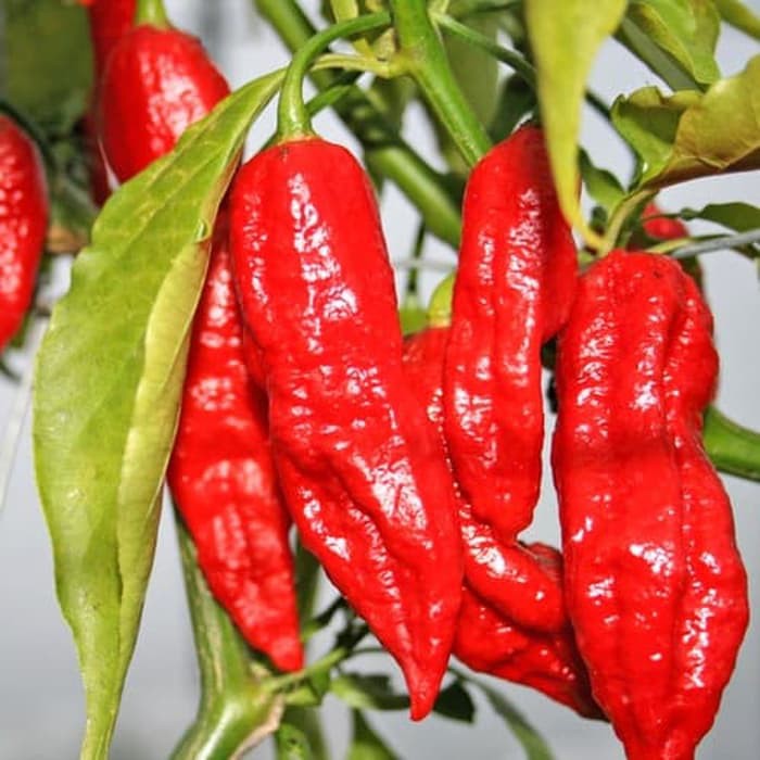 Benih Bibit Biji - Red Bhut Jolokia Merah Indian Carbon Pepper Seeds