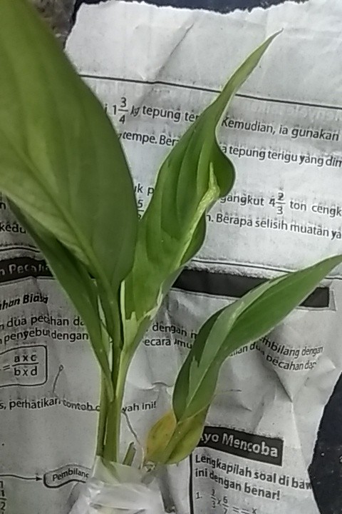Peace Lily Sepatu Filum Sepatu Pilum Varigata Murah