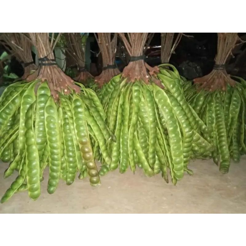 

pete lalapan 10 papan/lonjor