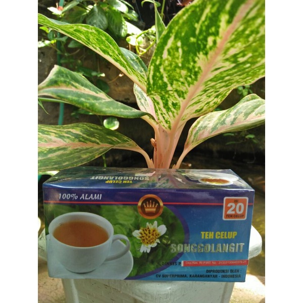 

Teh Celup Songgolangit Premium