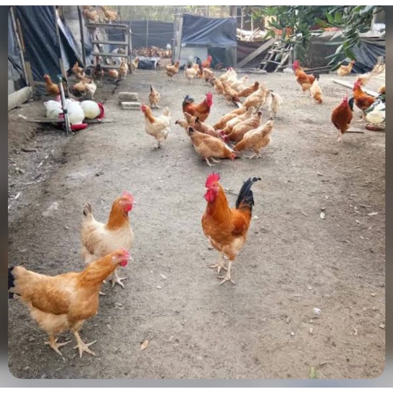 TELUR TETAS AYAM MERAWANG PETELUR PEDAGING HANDAL UNTUK DI TETASKAN