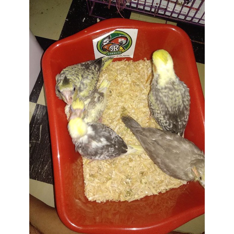 

kandang burung falk dan makanan
