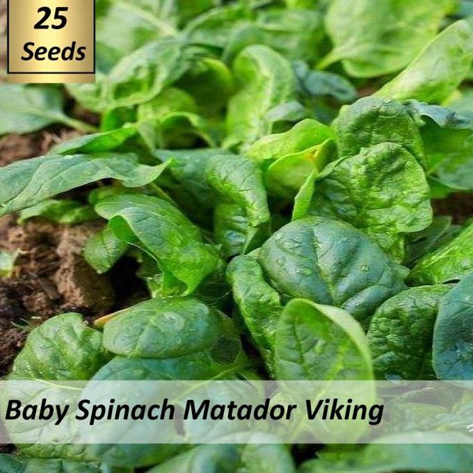 Daily Farm - Benih Sayur Baby Spinach Matador Viking - Bayam Hijau
