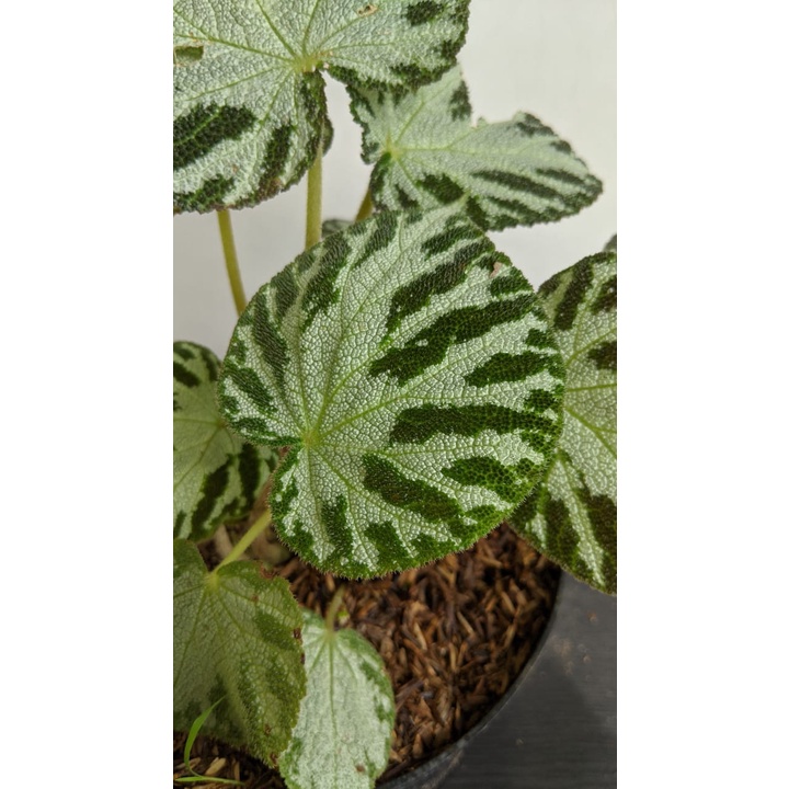 Bibit Tanaman Begonia Imperalis - Bunga Imperalis Begonia