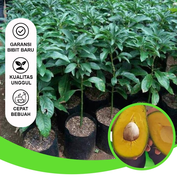 Bibit Buah Bibit Alpukat Yamagata Bibit Buah Unggul Siap Berbuah Bibit Tambulapot Bisa di Tanam di D