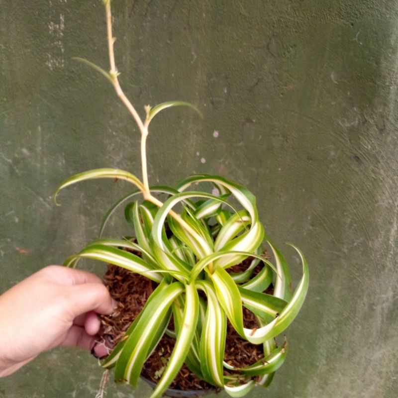 tanaman hias es lilin spider