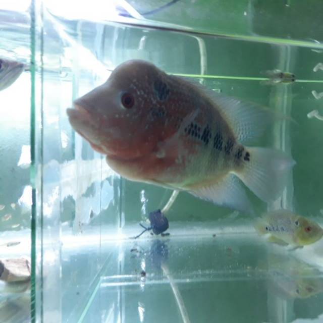 

Ikan Louhan